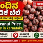 Arecanut Price Today 18 July 2026 | Thirthahalli, Sagar, Koppa, Sringeri & Malnad Market Update | ಇಂದಿನ ಅಡಿಕೆ ಬೆಲೆ Arecanut Price Today 18 July 2026