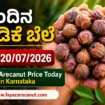 Arecanut Price Today 20 July 2026