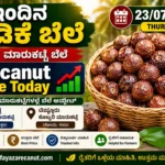 Arecanut Price Today 23 July 2026 | Shivamogga Adike & Tiptur Copra Tender Market Update | ಇಂದಿನ ಅಡಿಕೆ ಬೆಲೆ Arecanut Price Today 23 July 2026