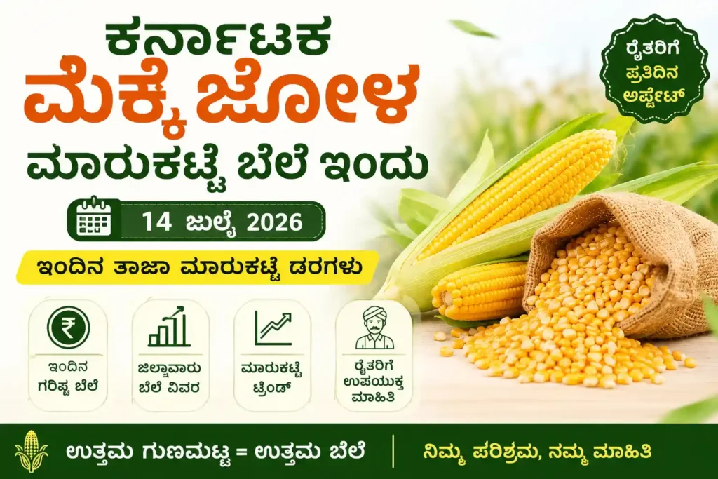 Karnataka Maize Market Price Today | 14 July 2026 Latest District Wise Rates 2 Karnataka Maize Market Price Today