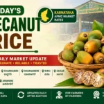 Arecanut Price