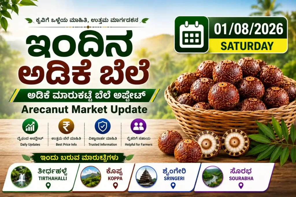 Arecanut Price Today 01 August 2026