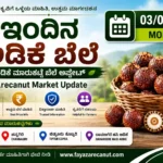 Arecanut Price Today 03 August 2026 | Shivamogga, Channagiri & Tiptur Copra Market Update Arecanut Price Today 03 August 2026