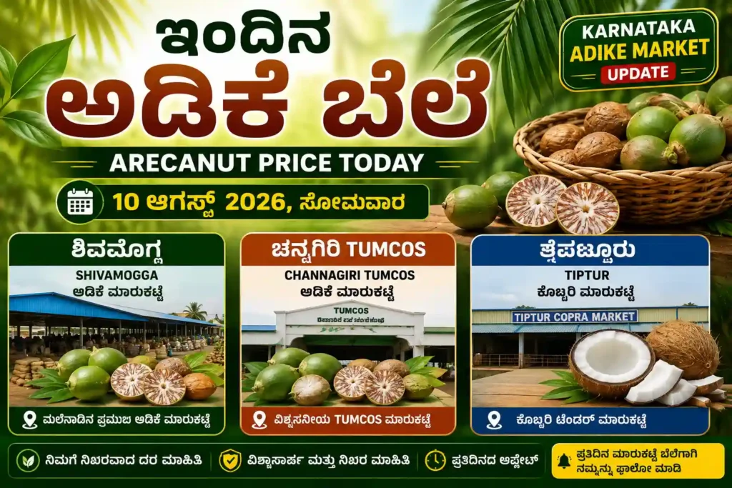 Arecanut Price Today 10 August 2026 | Shivamogga, Channagiri & Tiptur Copra Market Update 1 Arecanut Price Today 10 August 2026 Shivamogga Channagiri Tiptur Karnataka Market Prices