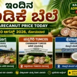 Arecanut Price Today 10 August 2026 Shivamogga Channagiri Tiptur Karnataka Market Prices