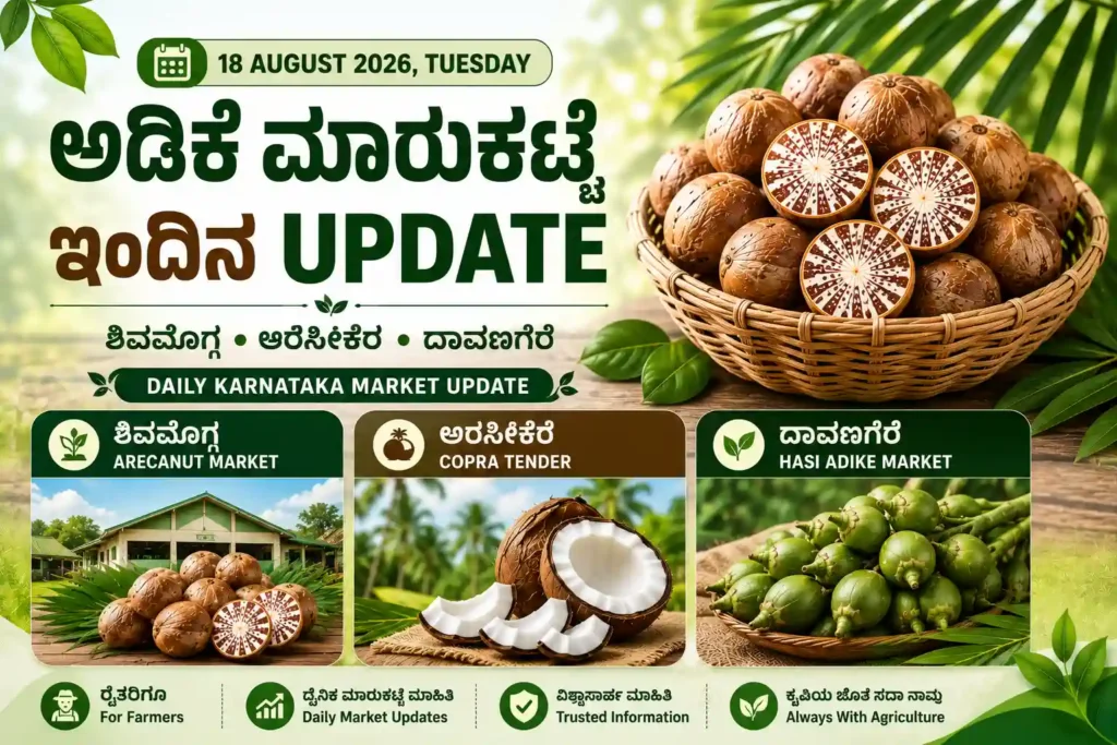 Arecanut Price Today 18 August 2026 Shivamogga Arsikere Davangere Karnataka Market