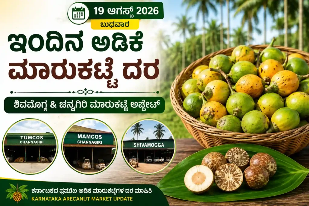 Arecanut Price Today 19 August 2026 | Shivamogga & Channagiri Adike Market 1 19 August 2026 ಶಿವಮೊಗ್ಗ & ಚನ್ನಗಿರಿ ಅಡಿಕೆ ಮಾರುಕಟ್ಟೆ