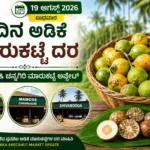 19 August 2026 ಶಿವಮೊಗ್ಗ & ಚನ್ನಗಿರಿ ಅಡಿಕೆ ಮಾರುಕಟ್ಟೆ