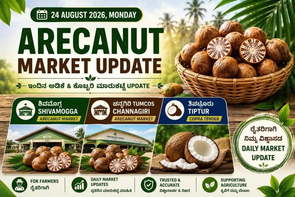 Arecanut Price Today 24 August 2026