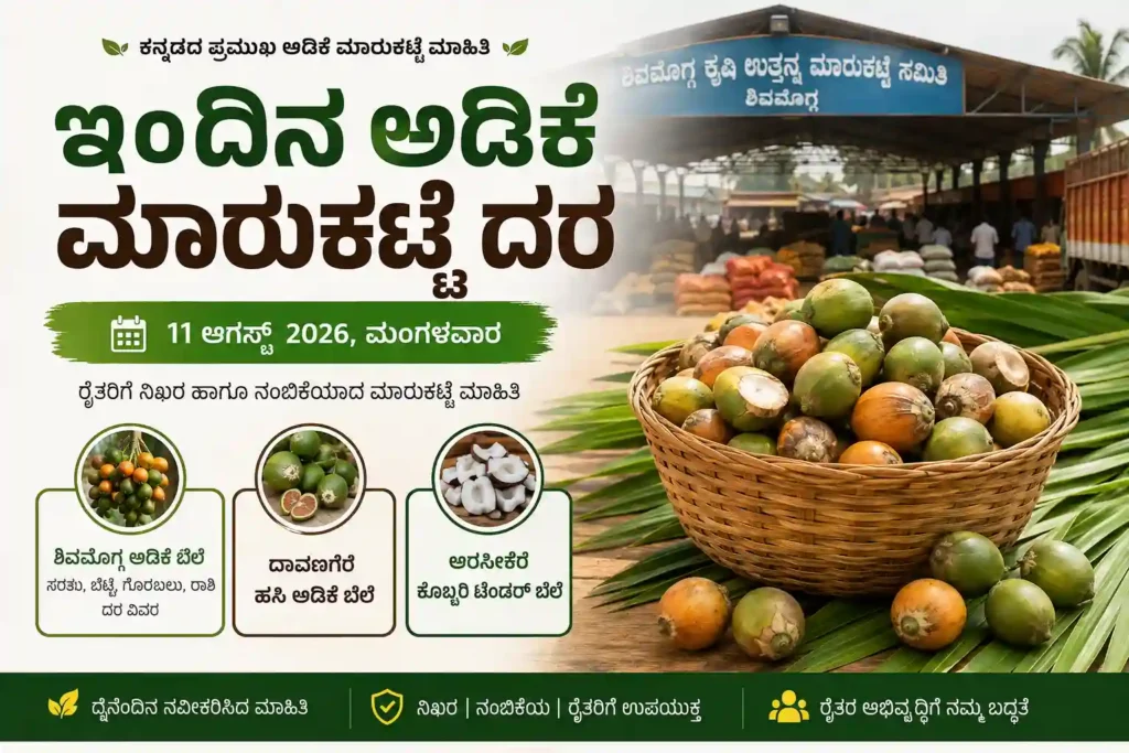 August 11 2026 Karnataka Arecanut Market Price Shivamogga Adike Davangere Hasi Adike Arsikere Copra