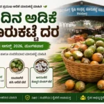 August 11 Arecanut Market Price Today – Shivamogga Adike, Davangere Hasi Adike & Arsikere Copra August 11 2026 Karnataka Arecanut Market Price Shivamogga Adike Davangere Hasi Adike Arsikere Copra