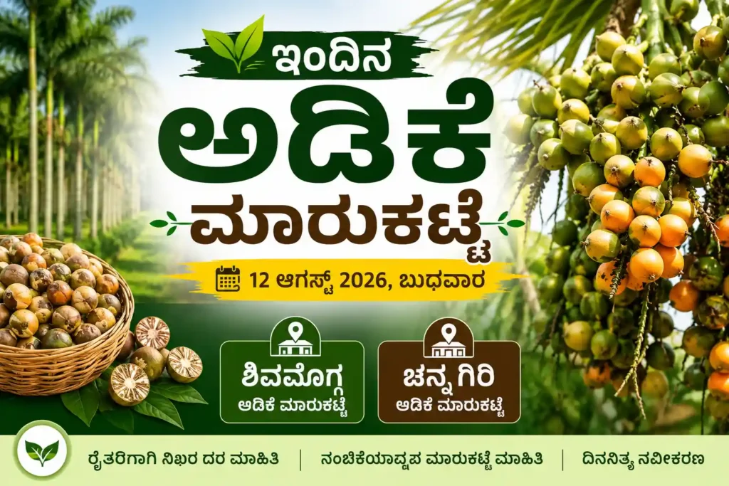 Shivamogga and Channagiri Arecanut Market Price Today 12 August 2026