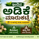 Shivamogga and Channagiri Arecanut Market Price Today 12 August 2026