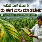ಅಡಿಕೆ ಎಲೆ ರೋಗ: ರೈತರು ಈಗ ಏನು ಮಾಡಬೇಕು?