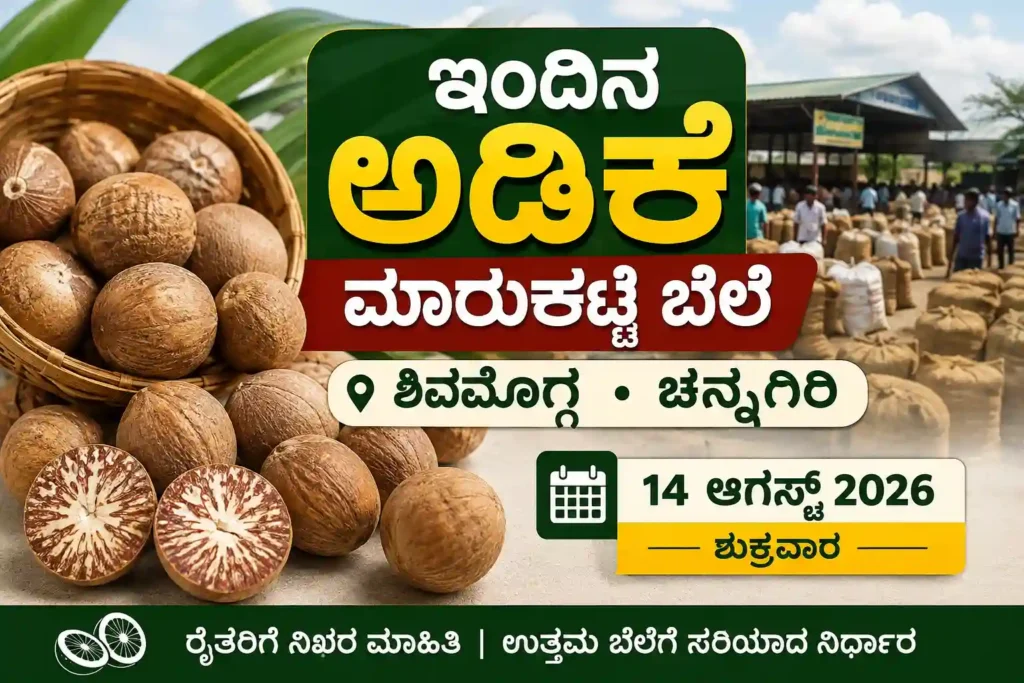 ಆಗಸ್ಟ್ 14 2026ರ ಶಿವಮೊಗ್ಗ ಮತ್ತು ಚನ್ನಗಿರಿ ಅಡಿಕೆ ಮಾರುಕಟ್ಟೆ ಬೆಲೆ