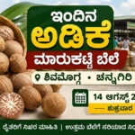 ಇಂದಿನ ಅಡಿಕೆ ಮಾರುಕಟ್ಟೆ ಬೆಲೆ | ಶಿವಮೊಗ್ಗ, ಚನ್ನಗಿರಿ ಅಡಿಕೆ ದರ ಆಗಸ್ಟ್ 14 2026ರ ಶಿವಮೊಗ್ಗ ಮತ್ತು ಚನ್ನಗಿರಿ ಅಡಿಕೆ ಮಾರುಕಟ್ಟೆ ಬೆಲೆ