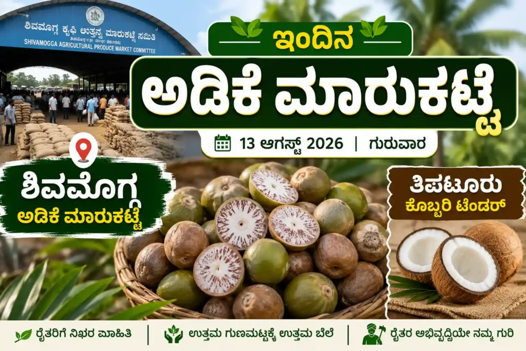 ಇಂದಿನ ಅಡಿಕೆ ಮಾರುಕಟ್ಟೆ ದರ | ಶಿವಮೊಗ್ಗ ಅಡಿಕೆ ಬೆಲೆ ಮತ್ತು ತಿಪಟೂರು ಕೊಬ್ಬರಿ ಟೆಂಡರ್ 1 ಶಿವಮೊಗ್ಗ ಅಡಿಕೆ ಮಾರುಕಟ್ಟೆ ದರ ಮತ್ತು ತಿಪಟೂರು ಕೊಬ್ಬರಿ ಟೆಂಡರ್