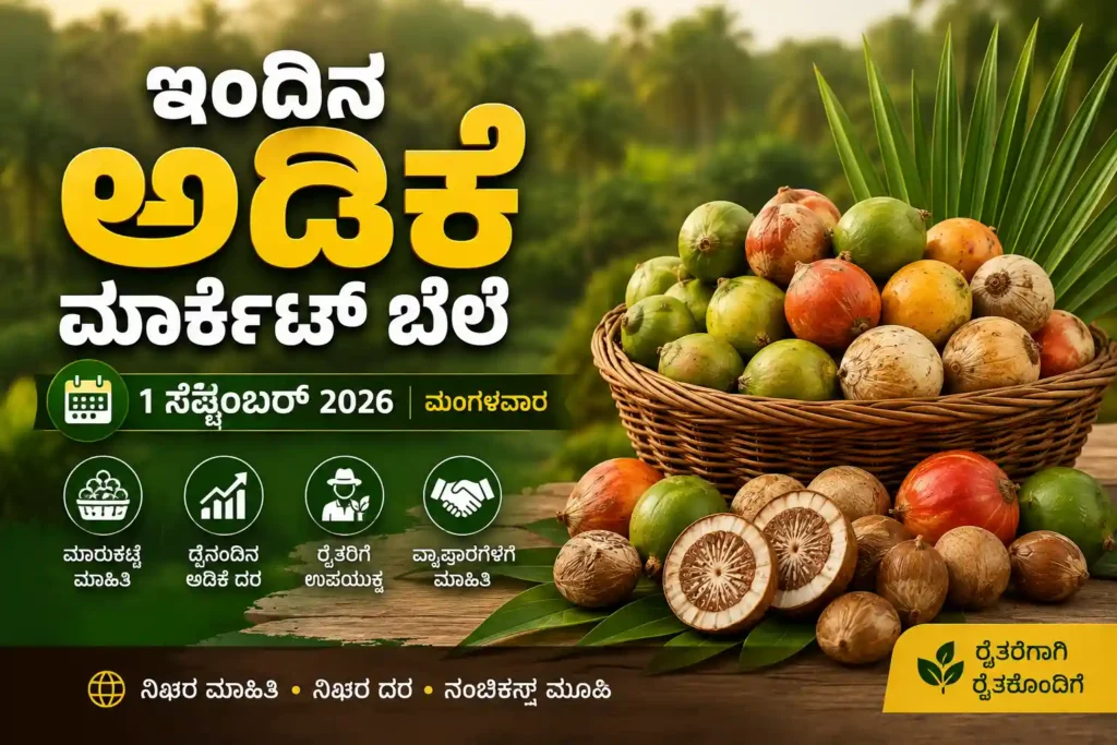 Arecanut Market Price Today 1 September 2026: Shivamogga Adike Rate 1 Arecanut Market Price Today 1 September 2026