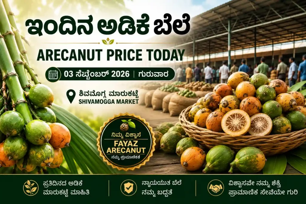 Arecanut Price Today 3 September 2026 | Shivamogga Market Rate 1 Arecanut Price Today 3 September 2026 Shivamogga Market