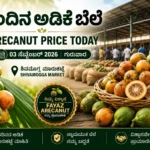 Arecanut Price Today 3 September 2026 Shivamogga Market