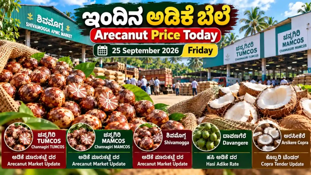 Channagiri Adike Rate Today 25 September 2026 | Shivamogga 1 ಇಂದಿನ ಅಡಿಕೆ ಬೆಲೆ Arecanut Price Today – Channagiri TUMCOS, MAMCOS, Shivamogga, Davangere and Arsikere Copra market update