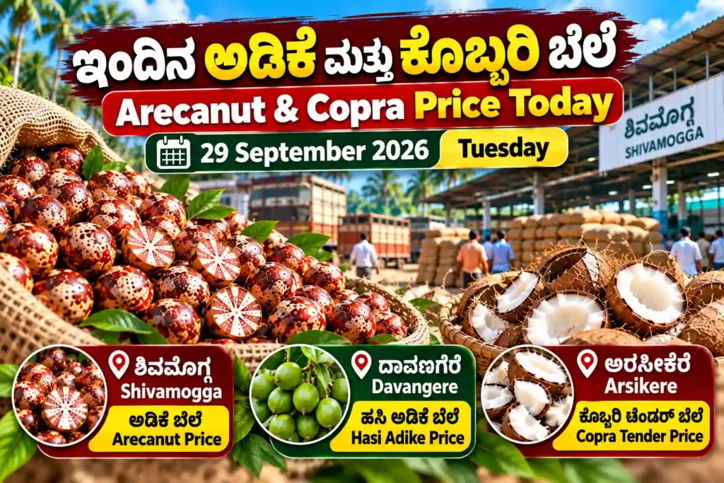 Arecanut Price Today Karnataka – 29 September 2026 | ಇಂದಿನ ಅಡಿಕೆ ಬೆಲೆ 1 Arecanut price today in Karnataka on 29 September 2026, featuring Shivamogga and Davangere market rates.