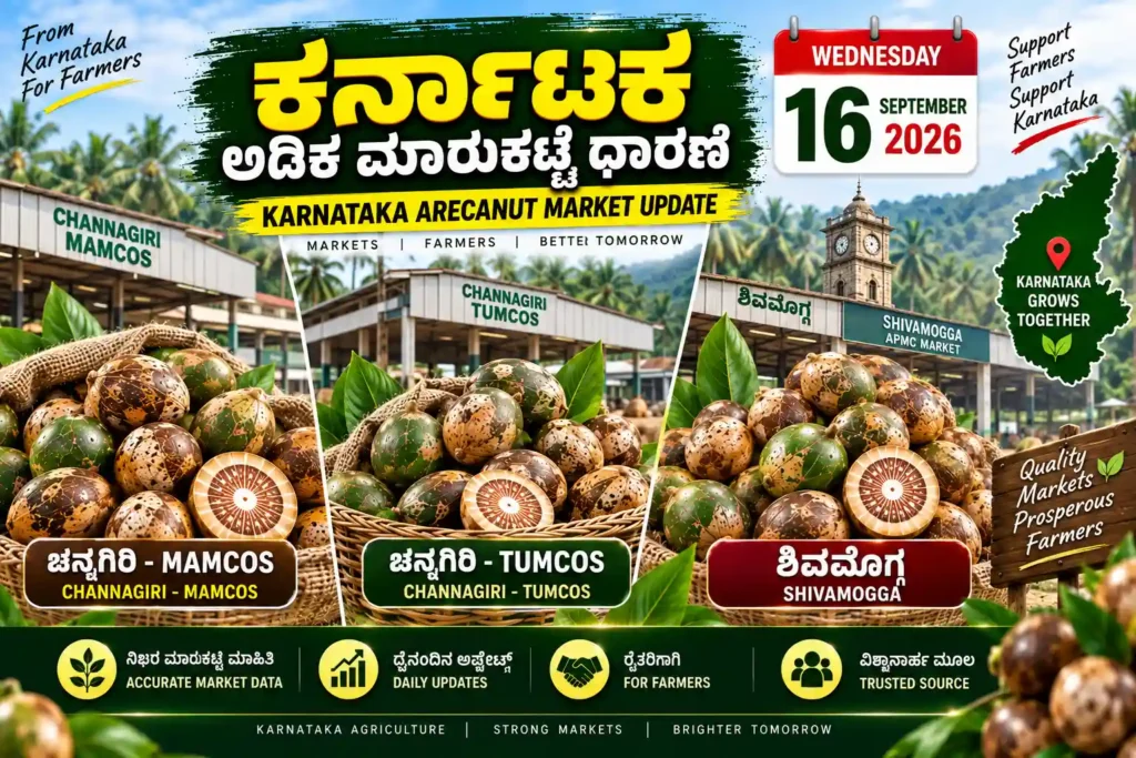 Karnataka Arecanut Market Price Today 16 September 2026 | Shivamogga & Channagiri Rates 1 Karnataka Arecanut Market Price Today 16 September 2026 – Shivamogga and Channagiri Market Rates
