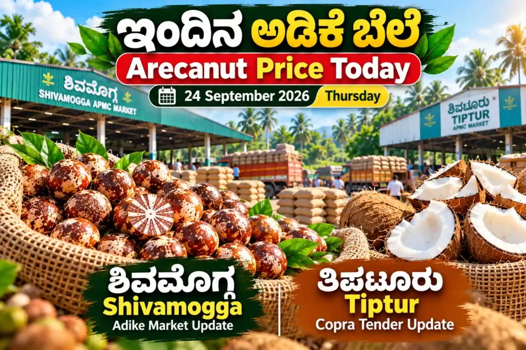 ಇಂದಿನ ಅಡಿಕೆ ಬೆಲೆ Arecanut Price Today – Shivamogga Adike Market and Tiptur Copra Tender on 24 September 2026