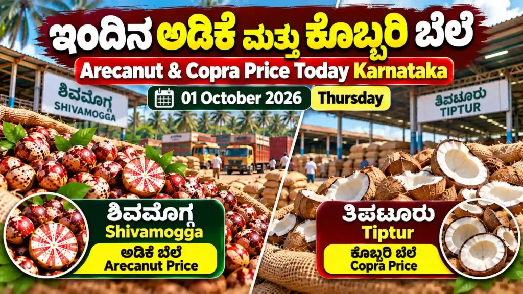 Arecanut and copra price today in Karnataka on 01 October 2026, featuring Shivamogga arecanut and Tiptur copra market updates.