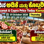 Arecanut and copra price today in Karnataka on 01 October 2026, featuring Shivamogga arecanut and Tiptur copra market updates.