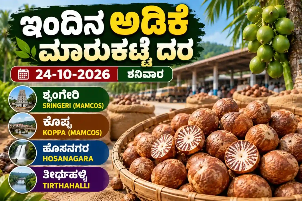 Arecanut market prices in Sringeri, Koppa, Hosanagara and Tirthahalli on 24 October 2026