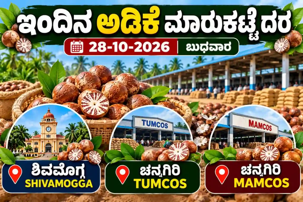 Arecanut market price update for Shivamogga, Channagiri TUMCOS and Channagiri MAMCOS on 28 October 2026