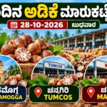 Arecanut market price update for Shivamogga, Channagiri TUMCOS and Channagiri MAMCOS on 28 October 2026