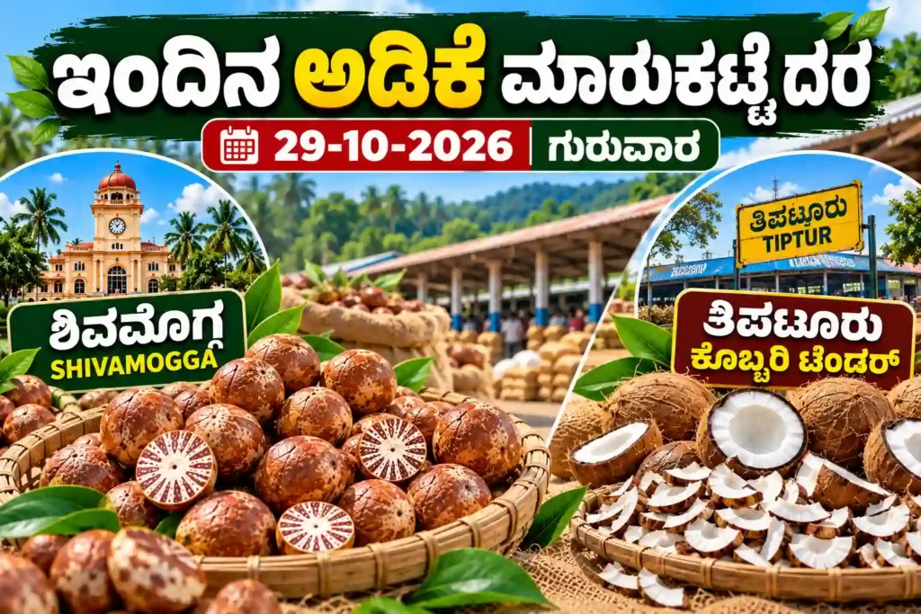 Shivamogga arecanut market and Tiptur Copra Tender update for 29 October 2026