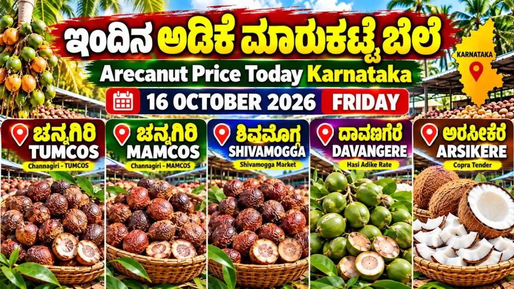 ಇಂದಿನ ಅಡಿಕೆ ಮಾರುಕಟ್ಟೆ ಬೆಲೆ – Channagiri TUMCOS, MAMCOS, Shivamogga, Davangere and Arsikere market update for 16 October 2026.