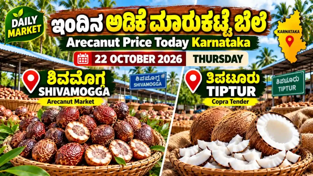 Arecanut Price Today Karnataka | 22 October 2026