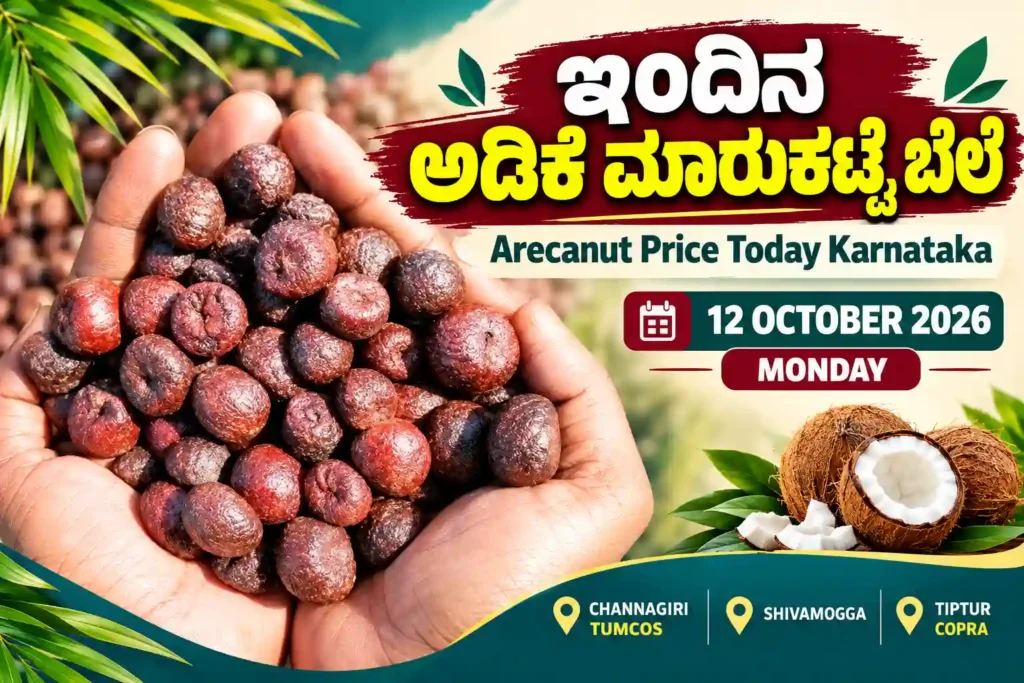 Arecanut Price Today Karnataka – Channagiri & Shivamogga Rates 12 October 2026 1 Arecanut Price Today Karnataka 12 October 2026 with dried arecanuts, Channagiri TUMCOS, Shivamogga market and Tiptur Copra