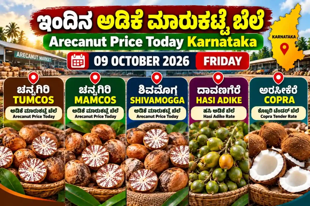 Arecanut Price Today Karnataka 09 October 2026 featuring Channagiri TUMCOS, MAMCOS, Shivamogga and Davangere Hasi Adike markets