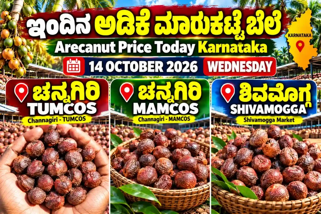 Arecanut Price Today Karnataka 14 October 2026 featuring Channagiri TUMCOS, Channagiri MAMCOS and Shivamogga market
