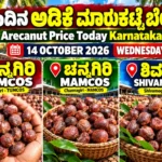 Arecanut Price Today Karnataka 14 October 2026 featuring Channagiri TUMCOS, Channagiri MAMCOS and Shivamogga market
