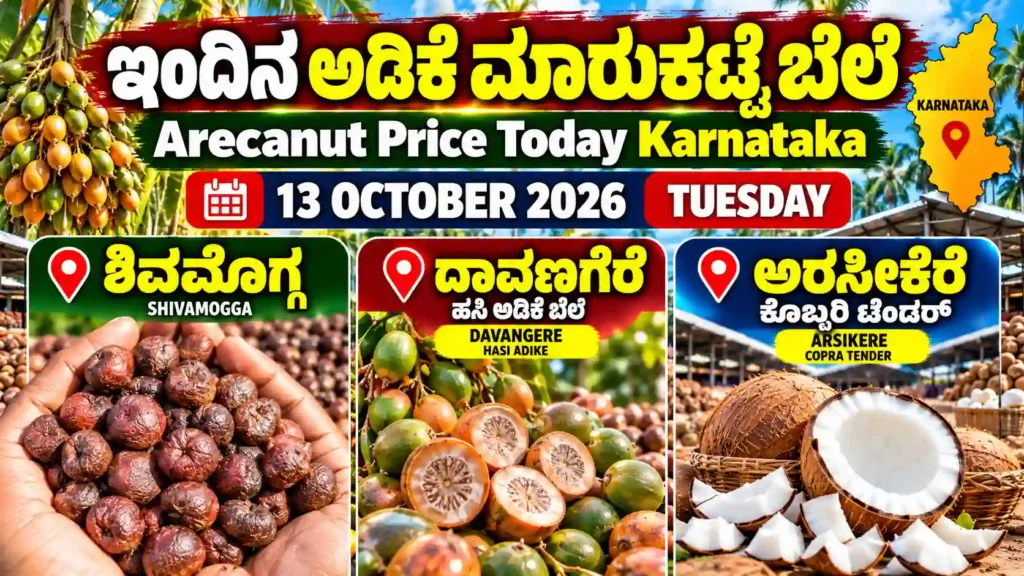 Arecanut Price Today Karnataka 13 October 2026 featuring Shivamogga arecanuts, Davangere Hasi Adike and Arsikere Copra
