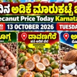 Arecanut Price Today Karnataka 13 October 2026 featuring Shivamogga arecanuts, Davangere Hasi Adike and Arsikere Copra