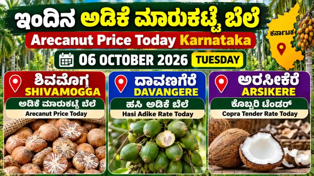 Arecanut Price Today Karnataka 06 October 2026 – Shivamogga, Davangere Hasi Adike and Arsikere Copra rates