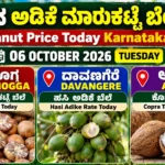 Arecanut Price Today Karnataka 06 October 2026 – Shivamogga, Davangere Hasi Adike and Arsikere Copra rates