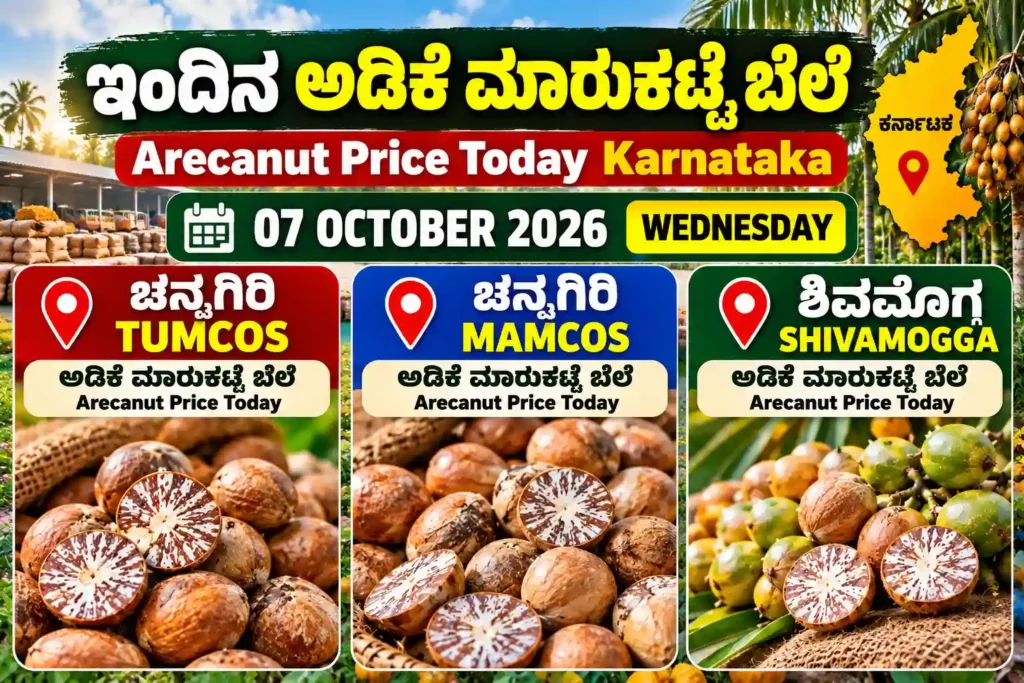 Arecanut Price Today Karnataka – Channagiri & Shivamogga Rates 07 October 2026 1 Channagiri and Shivamogga Arecanut Price Today Karnataka 07 October 2026