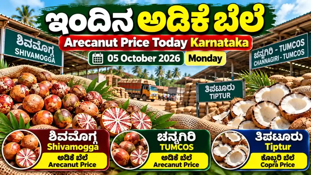Channagiri TUMCOS Arecanut Price Today 05 October 2026 | Karnataka Adike Rate 1 Shivamogga Arecanut Price Today 05 October 2026 Karnataka Adike market rates