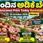 Shivamogga Arecanut Price Today 05 October 2026 Karnataka Adike market rates
